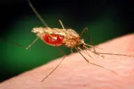 Muỗi Anopheles funestus cái đang hút máu