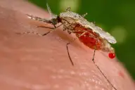Muỗi Anopheles stephensi cái đang hút máu