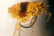 Bọ chét chuột Xenopsylla cheopis nhiễm dịch hạch (CDC PHIL 2069)