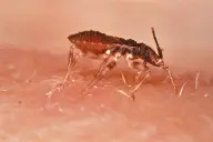 Bọ xít hút máu Triatoma infestans trên da người
