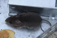 Chuột nhắt (Mus musculus) trong bẫy bắt sống