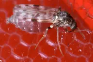 Muỗi vằn nhỏ cái Culicoides sonorensis đang hút máu qua màng nhân tạo