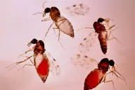 Dĩn Culicoides imicola cái ở các giai đoạn hút máu