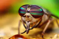 Mòng cái (Tabanus, họ Tabanidae)
