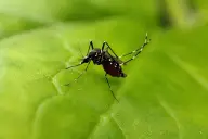 Muỗi Aedes aegypti trên lá