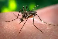 Muỗi cái Aedes aegypti
