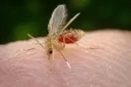 Muỗi cát Phlebotomus papatasi đang hút máu