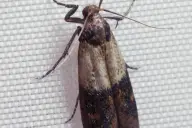 Ngài Ấn Độ (Plodia interpunctella)