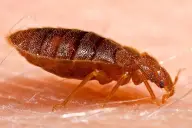 Rệp giường trưởng thành (Cimex lectularius)