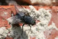 Ruồi nhà (Musca domestica)