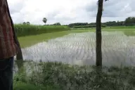 Ruộng lúa