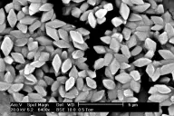Tinh thể độc tố của vi khuẩn Bacillus thuringiensis (serovar morrisoni) dưới kính hiển vi điện tử