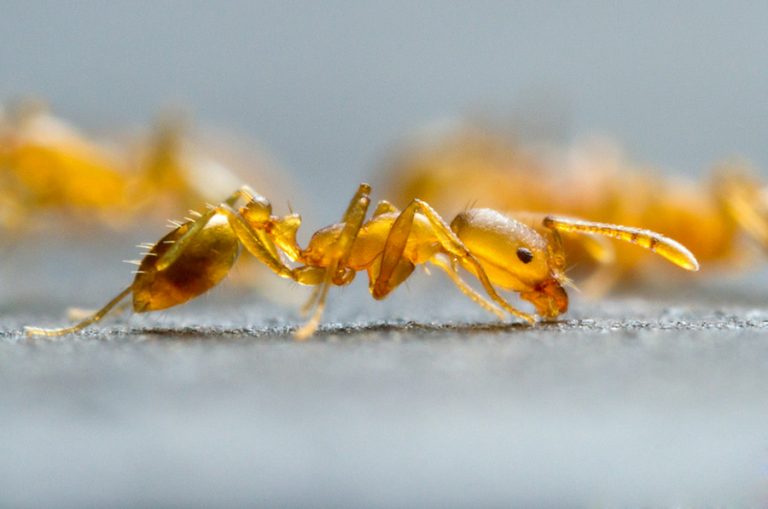 CÁC LOÀI KIẾN THƯỜNG GẶP TẠI VIỆT NAM (PHẦN 5: KIẾN PHARAOH)