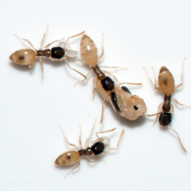 CÁC LOÀI KIẾN THƯỜNG GẶP TẠI VIỆT NAM (PHẦN 3: KIẾN MA)