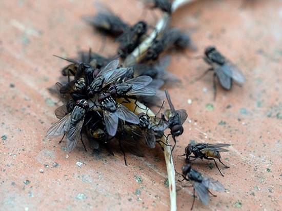 ​Tác hại, tập tính và các biện pháp phòng chống ruồi nhặng