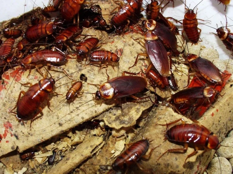 Biện pháp phòng chống gián xâm hại ngôi nhà của bạn