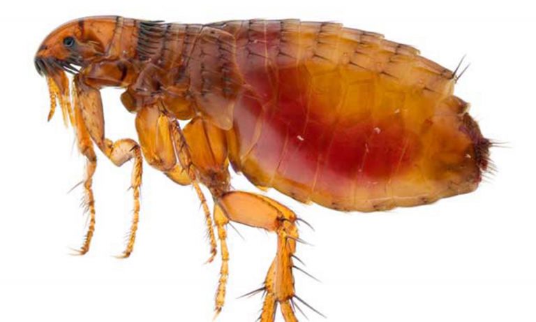 Bọ chét – loài côn trùng khiến nhiều người bị viêm da dị ứng